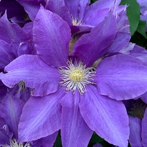 Meet your Posher, Kathleen